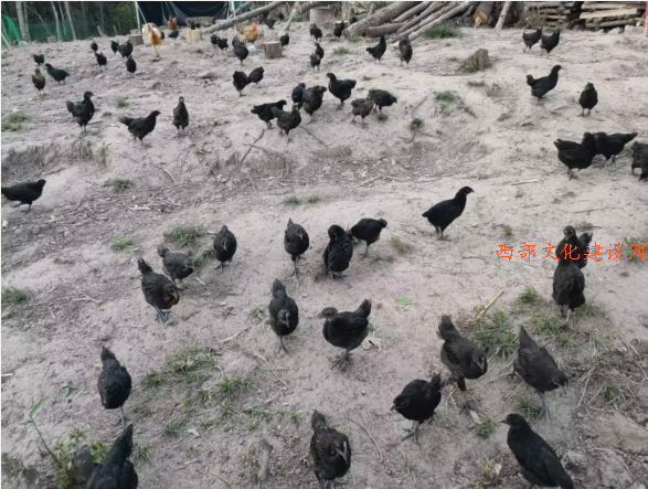 南充纯土鸡养殖/着力推出健康绿色土鸡产业链-伽5自媒体新闻网